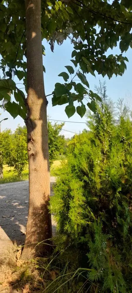 فروش خانه ویلایی ۸۰ متری در باغ ۲۰۰۰ متری|فروش خانه و ویلا|رشت, آب و برق|دیوار