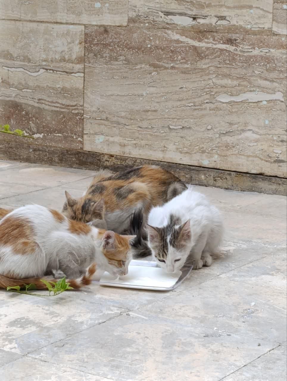 واگذاری گربه|گربه|شیراز, فضل‌آباد|دیوار