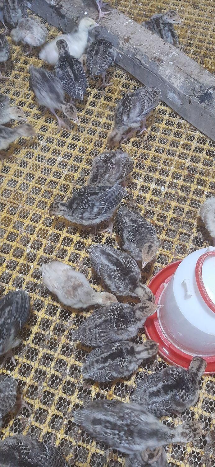 جوجه بوقلمون دوهفته ای|حیوانات مزرعه|شاهین دژ, |دیوار