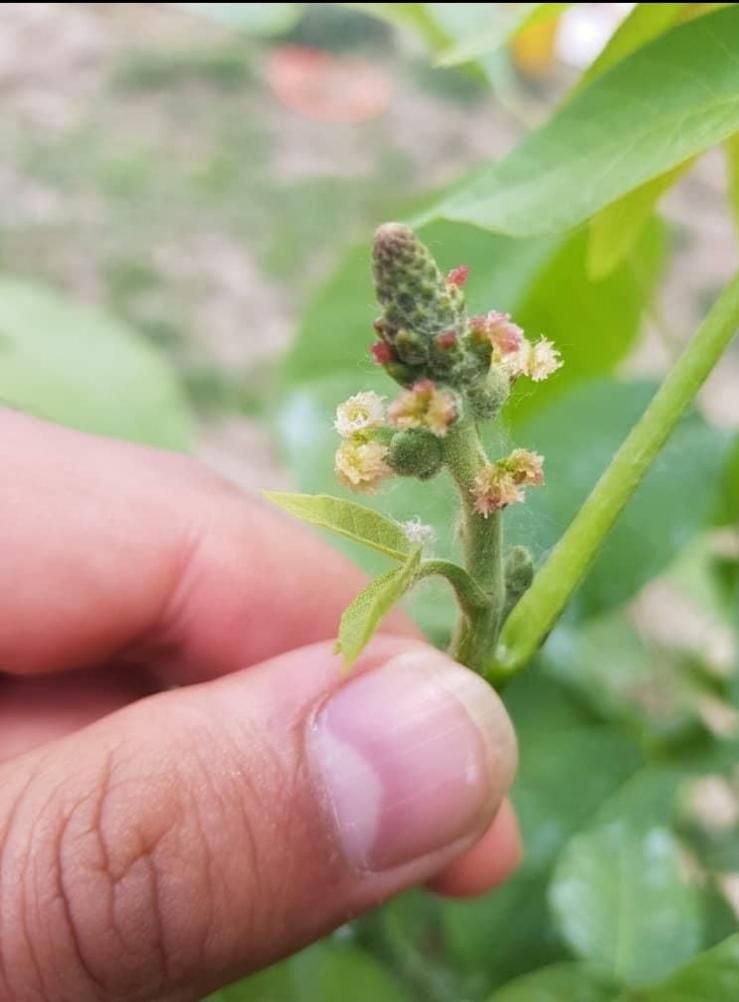 هرس تخصصی و آبیاری قطره ای کنترل با موبایل|خدمات باغبانی و درختکاری|تبریز, |دیوار