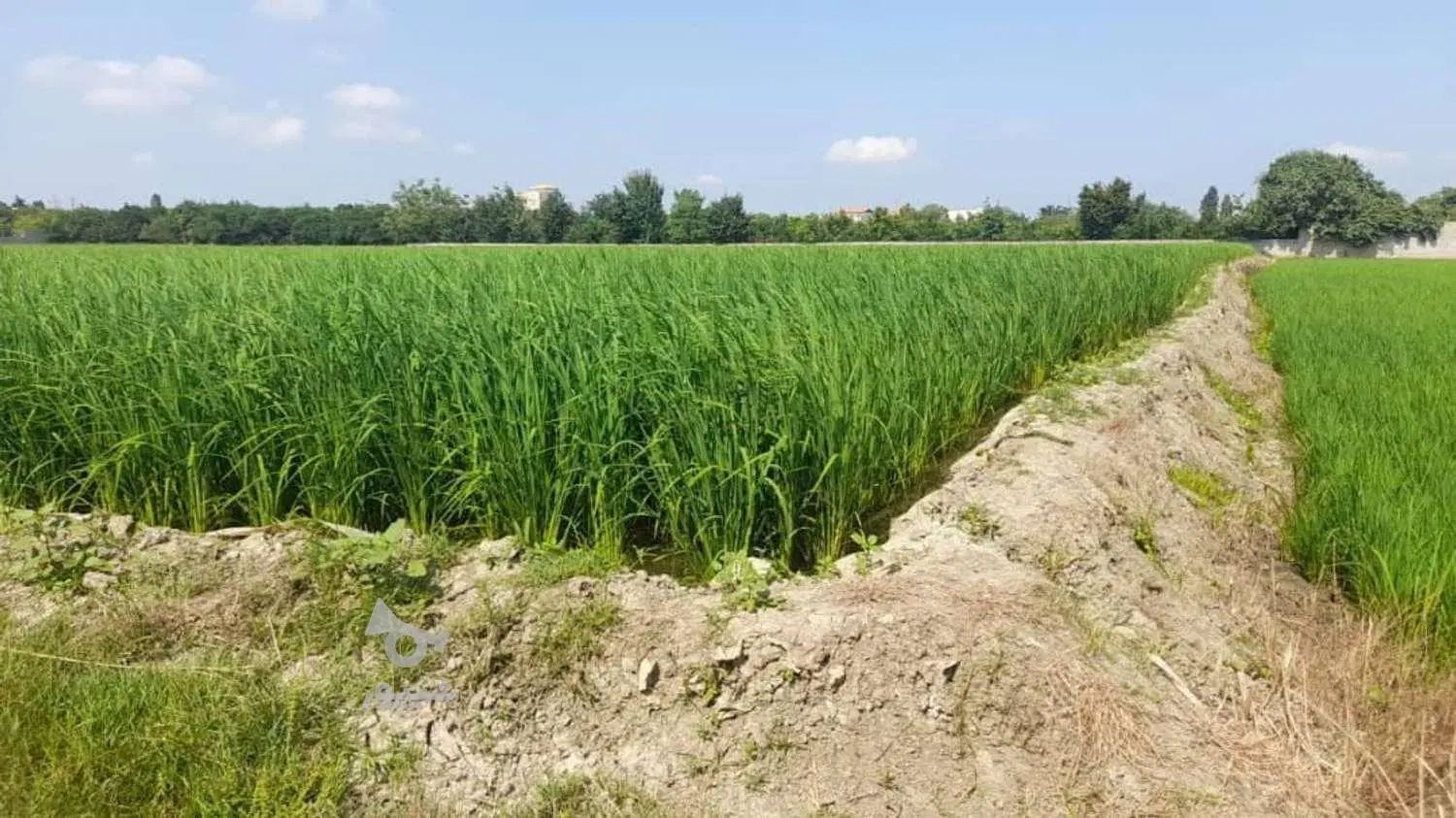 ۳ هکتار و نیم زمین کشاورزی، تجاری و تغییر کاربری|فروش زمین و ملک کلنگی|حمیدیه, |دیوار