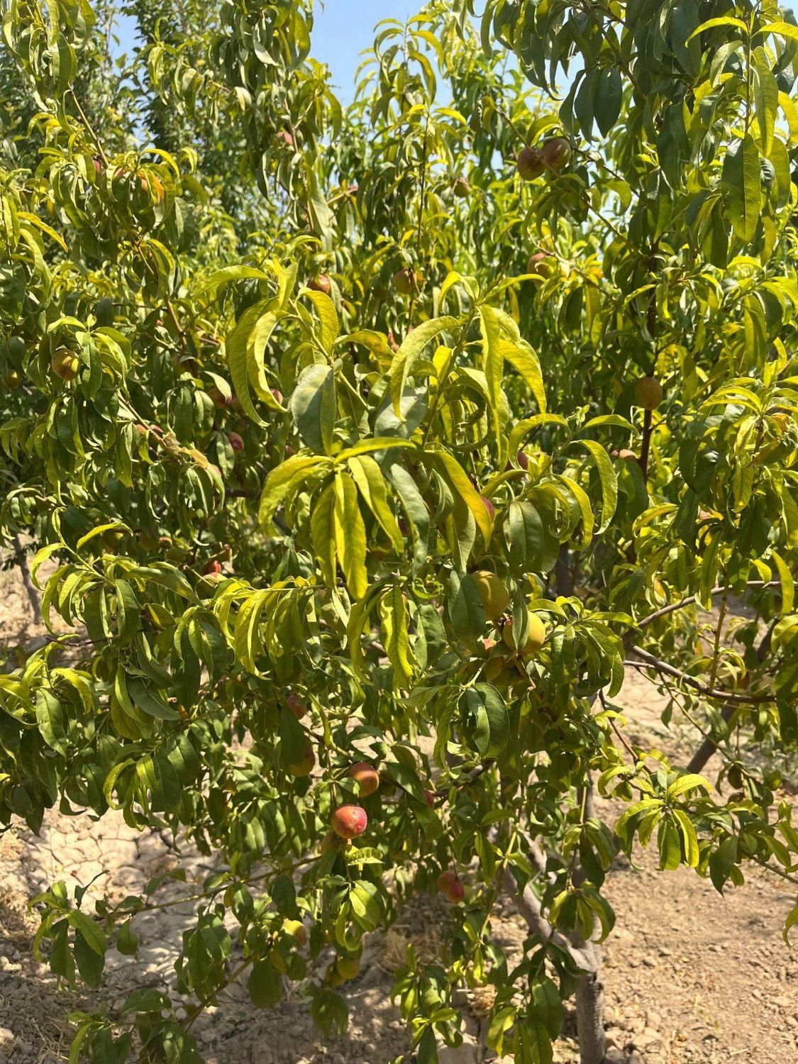 باغ چهار دیواری قدیمی ( انواع درختان میوه بارده)|فروش زمین و ملک کلنگی|رباط‌کریم, |دیوار