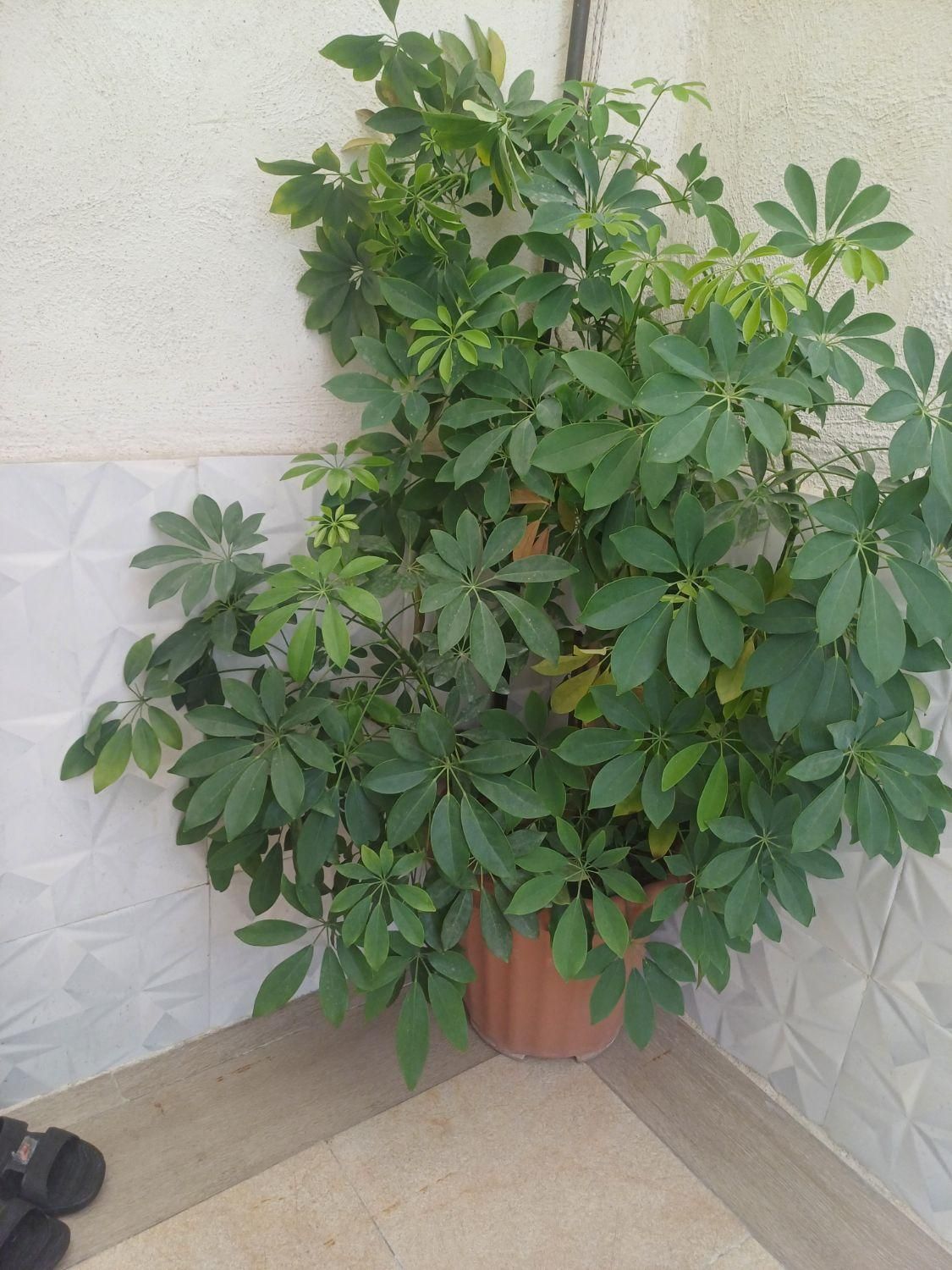 گل طبیعی|گل و گیاه طبیعی|تهران, عبدل‌آباد|دیوار