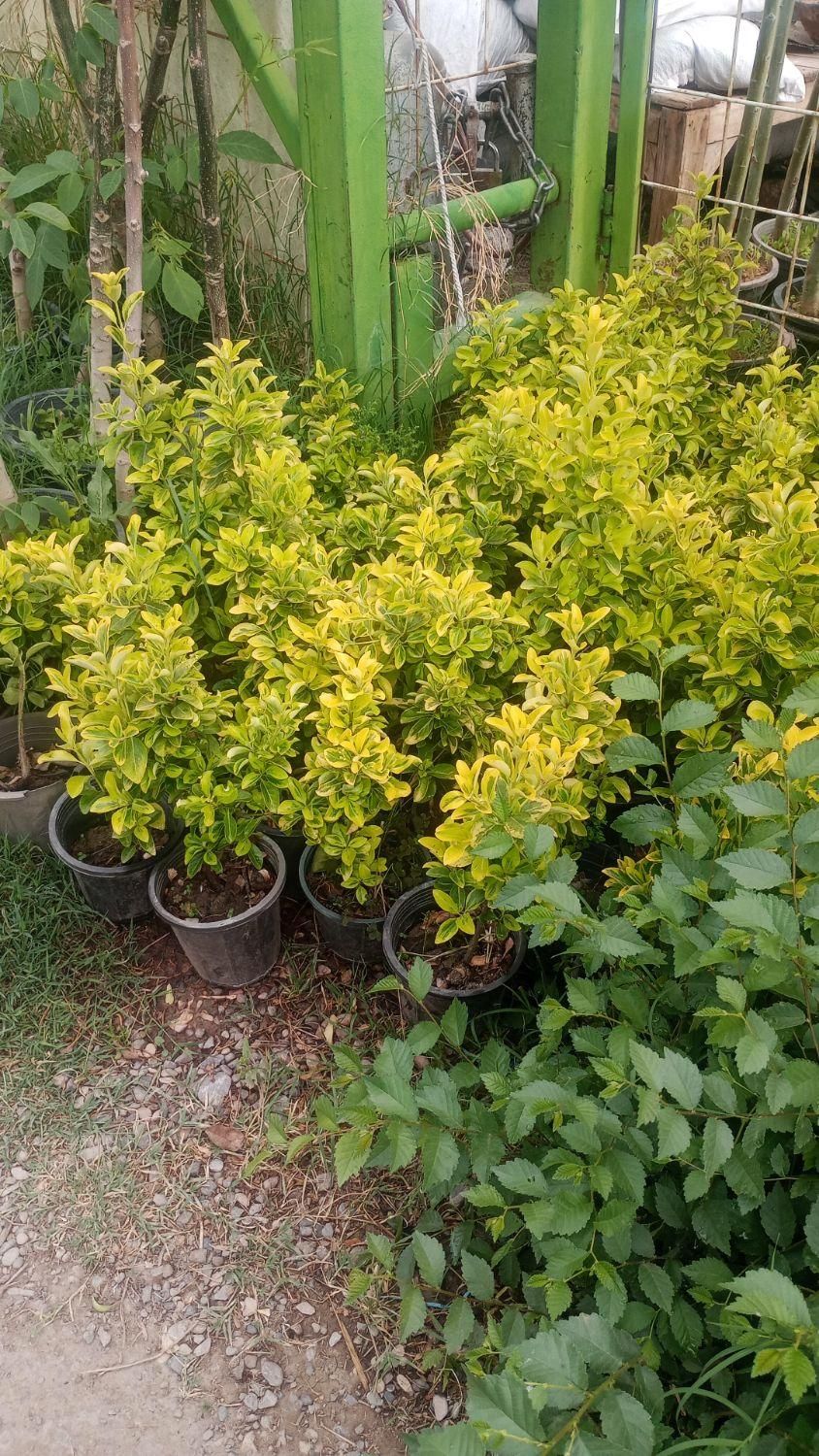 باغبانی و سمپاشی هرس کردن ازبین بردن علفهای هرز|خدمات باغبانی و درختکاری|کرمان, |دیوار