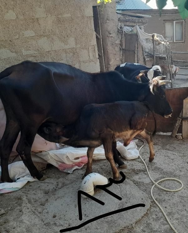 ماده گاو با گوساله نر و یک راس گاو ماده ۲ ساله|حیوانات مزرعه|مینودشت, |دیوار