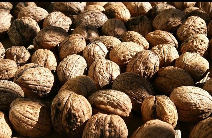 تکوندن/برداشت/هرس گردو/ اجاره خرید فروش گردو|خدمات باغبانی و درختکاری|شهریار, |دیوار