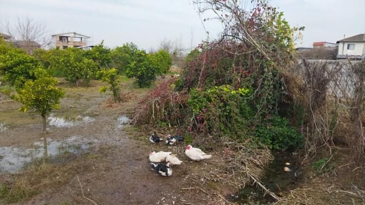 زمین ۱۰۰۰ متری دارای سند تک برگ روستای وسطی کلا|فروش زمین و ملک کلنگی|تهران, نیروی هوایی (پیروزی)|دیوار