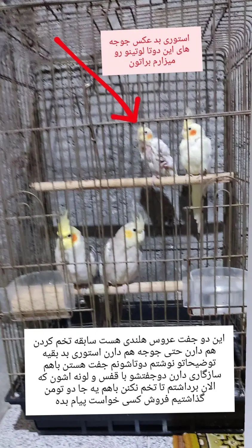 دوجفت عروس هلندی رویه عکسا توضیحاتو بخونین|پرنده|حویق, |دیوار