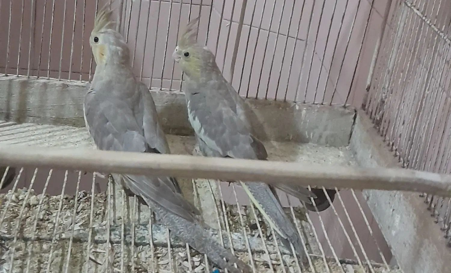 دو عدد عروس هلندی ۲ ماهه|پرنده|کرج, حصارک بالا|دیوار