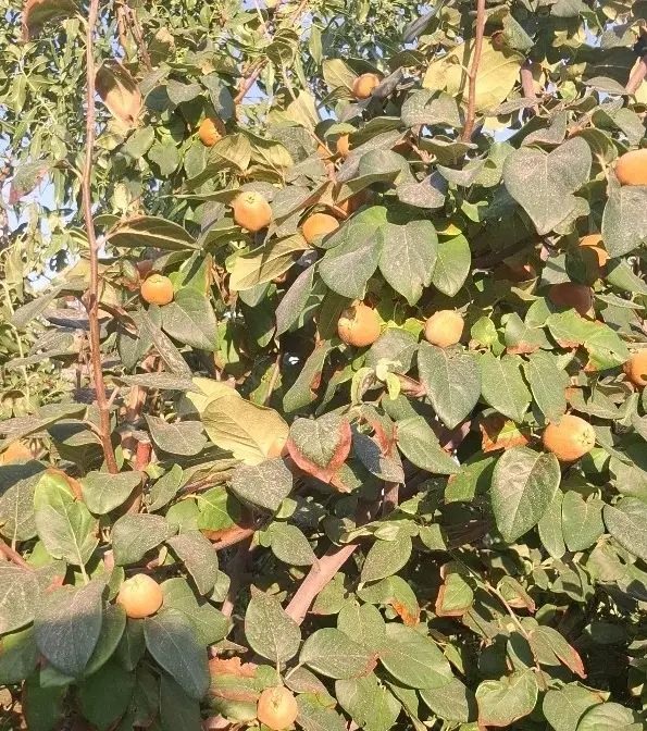 باغ۱۰۰۰متری بحر جاده آسفالت(روستای اندیس)|فروش دفتر صنعتی، کشاورزی، تجاری|قم, بلوار امین و ساحلی|دیوار