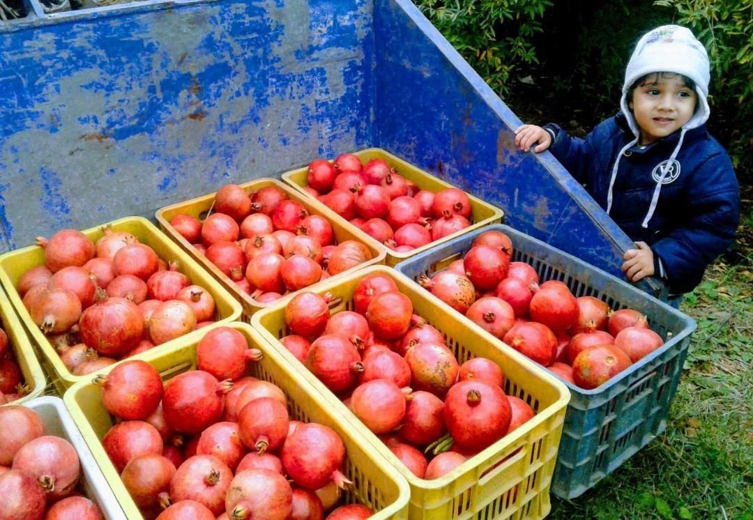 نهال های اناردرجه یک گلدانی کاشت الان ارسال به قم|خدمات باغبانی و درختکاری|قم, کیوانفر|دیوار
