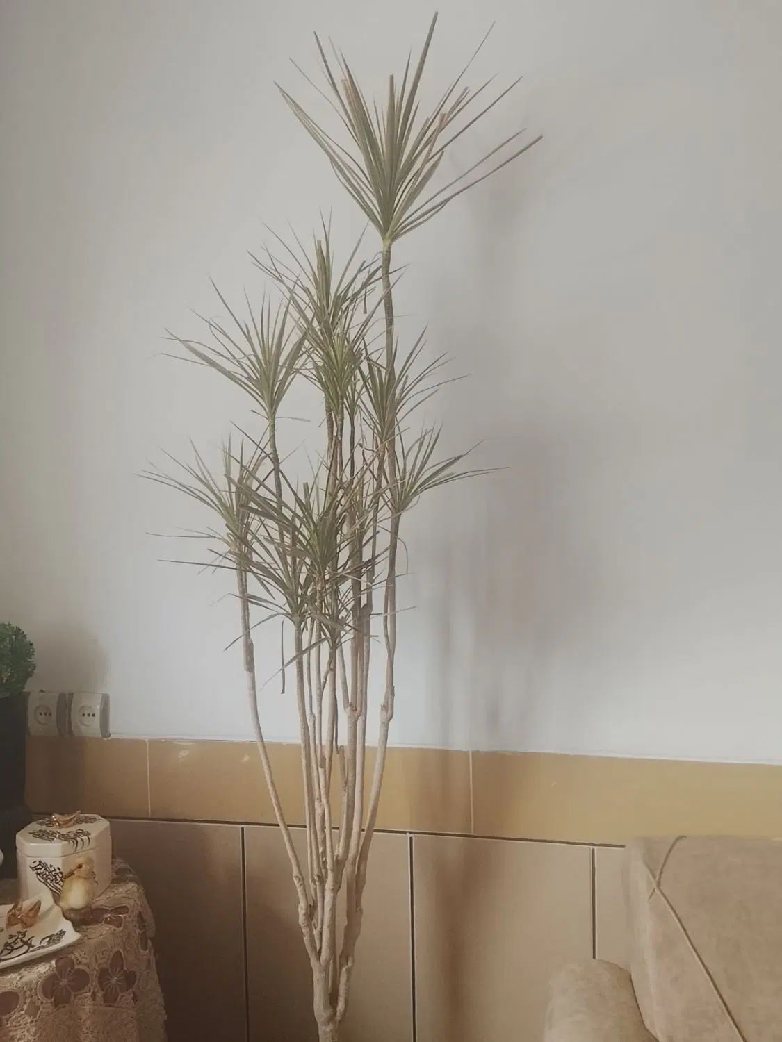 تعدادی گل بفروش می‌رسدبه علت جای جای فوری|گل و گیاه طبیعی|بندر گز, |دیوار