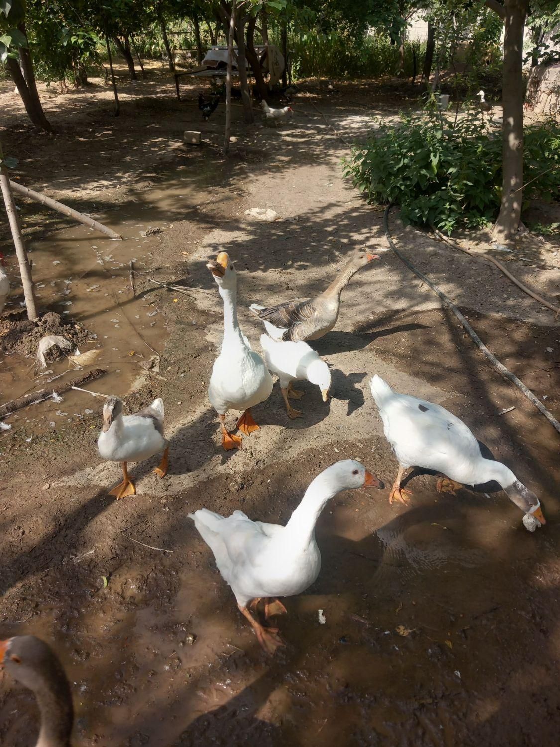 فروش تعدادی قو غاز و غاز محلی اردک خارجی گاز جوجه|حیوانات مزرعه|اردبیل, |دیوار