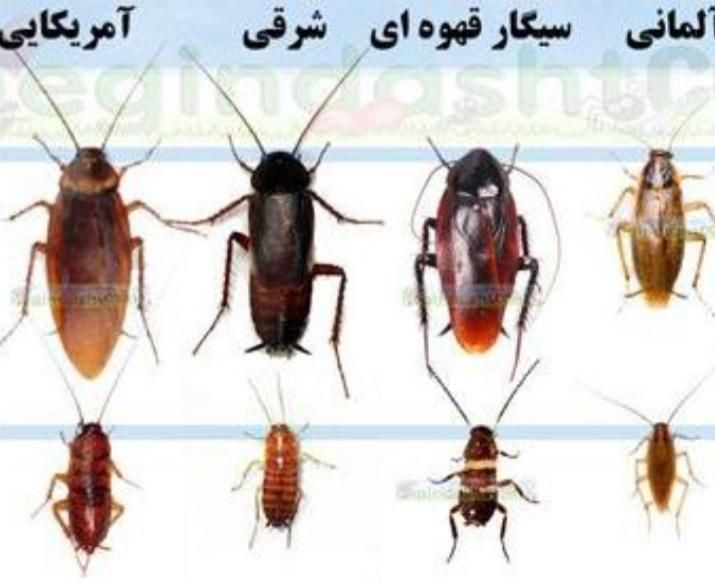 سمپاشی منزل سم پاشی ساس100درصد تضمینی|خدمات نظافت|گرگان, |دیوار