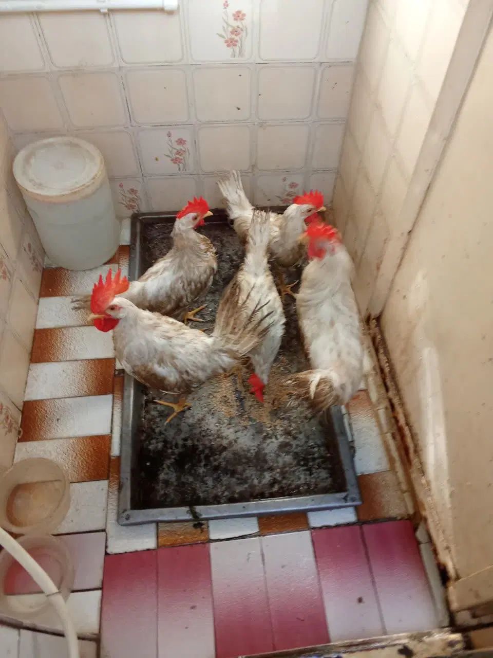 خوروس خونگی|پرنده|اصفهان, آفاران|دیوار