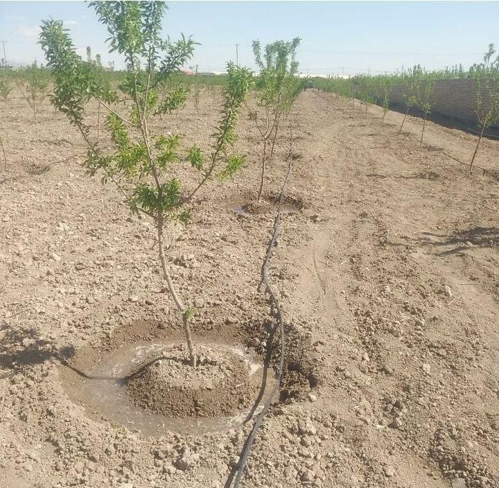 آبیاری قطره ای لوله کشی باغات و مزارع.|خدمات باغبانی و درختکاری|مشهد, سازمان آب|دیوار