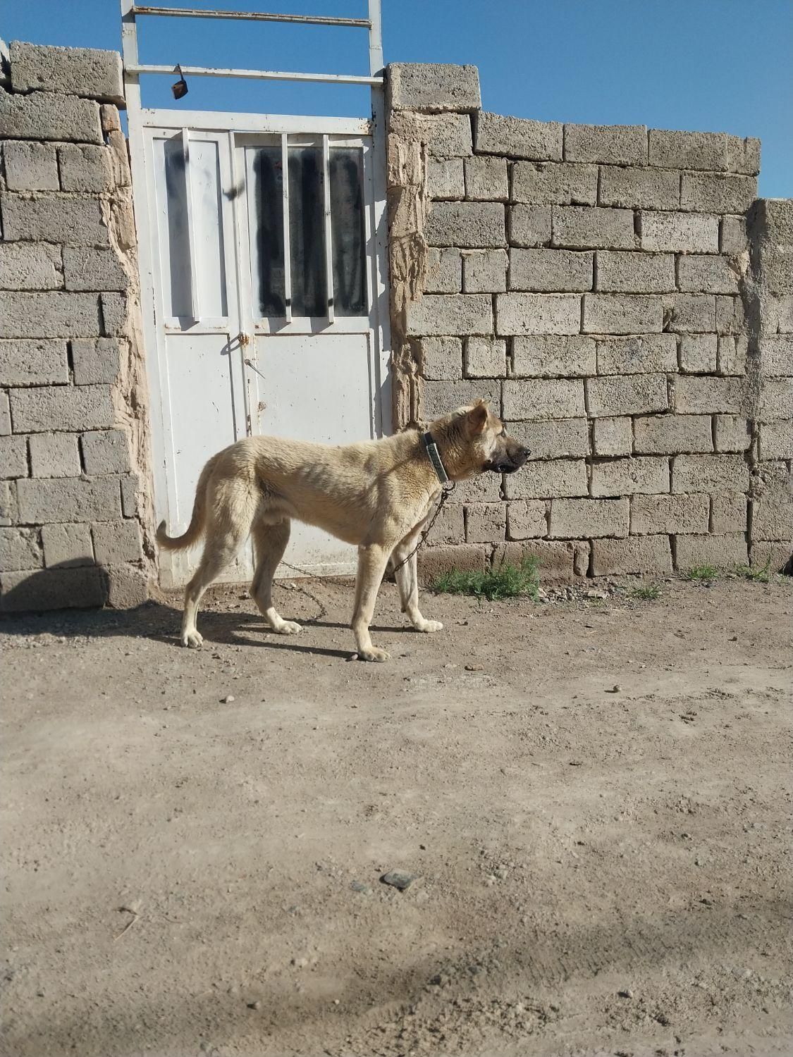 سگ سرابی|سگ|اردبیل, |دیوار