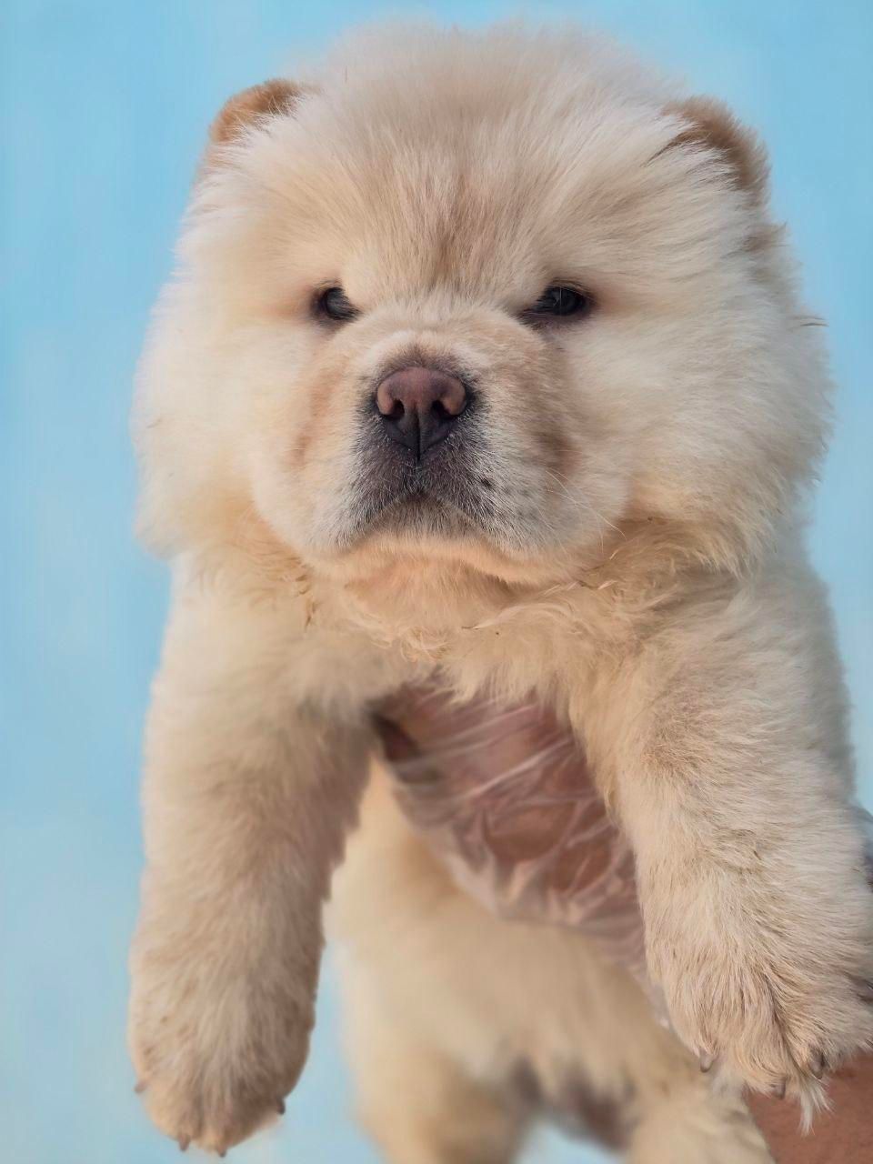 سگ چاوچاو وارداتی و داخلی چوچو|سگ|کرج, باغستان|دیوار