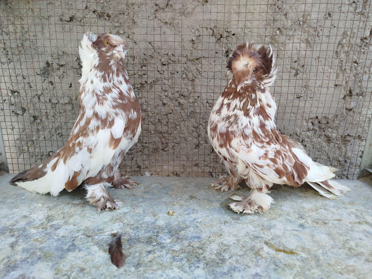 کبوتر بخارا|پرنده|اصفهان, ارغوانیه|دیوار