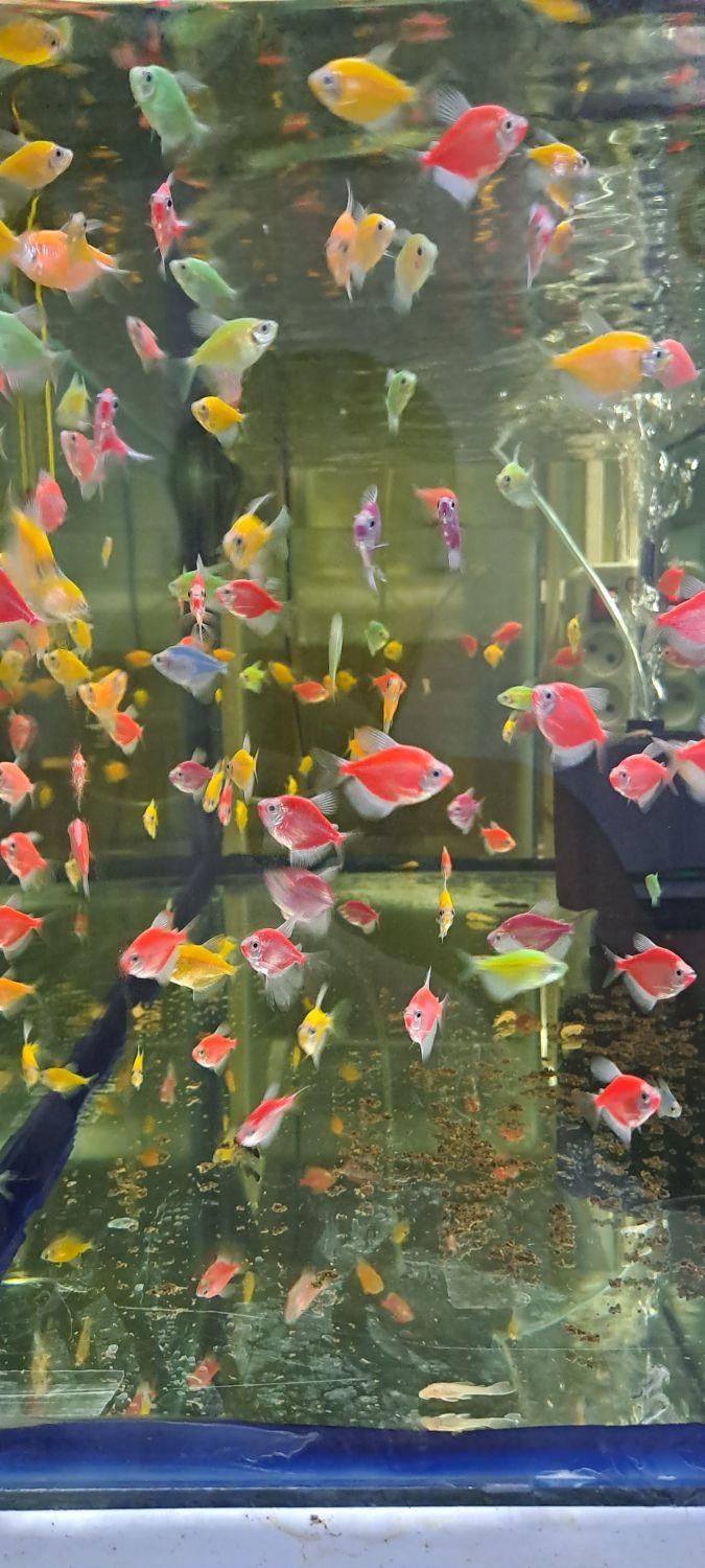 ماهی آکواریوم|ماهی|تبریز, |دیوار