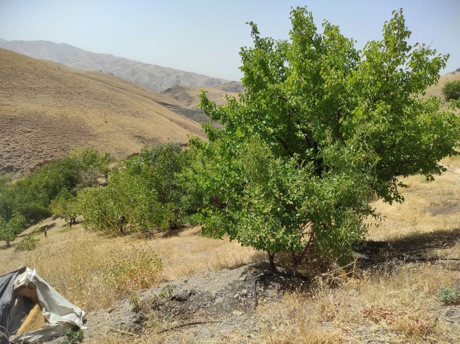 باغ|فروش زمین و ملک کلنگی|تهران, جوانمردان (اندیشه)|دیوار