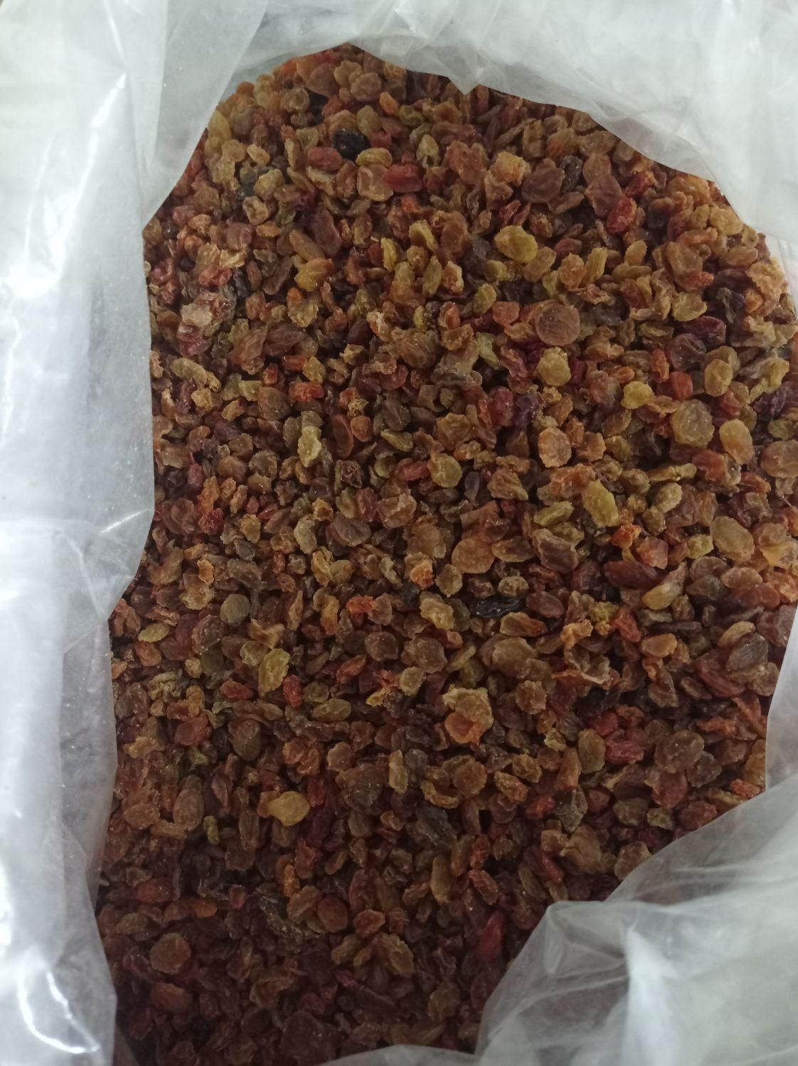 کشمش (آفتابی)|خوردنی و آشامیدنی|کرج, باغستان|دیوار