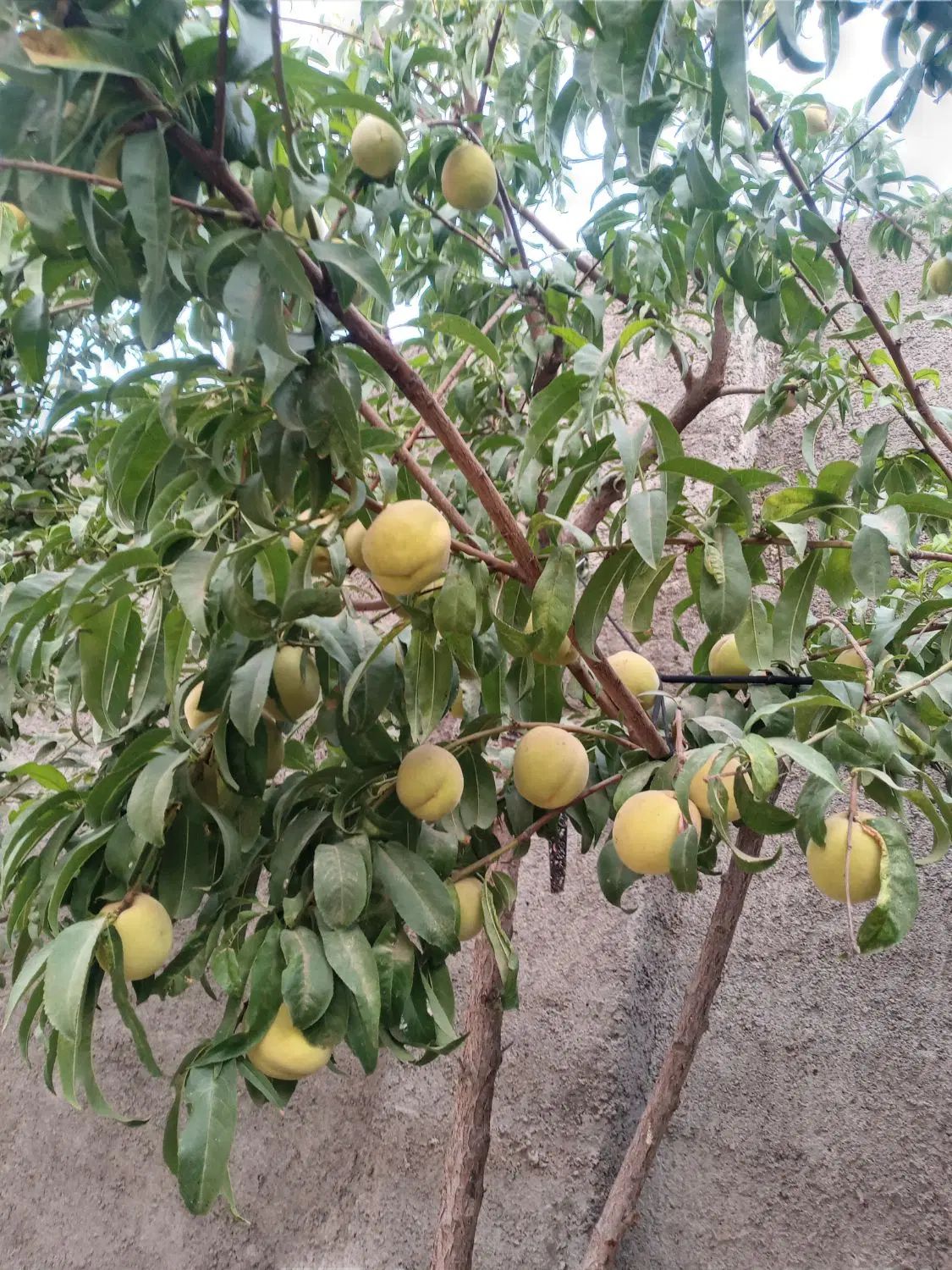 خانه باغ|فروش خانه و ویلا|مشهد, شیرحصار|دیوار