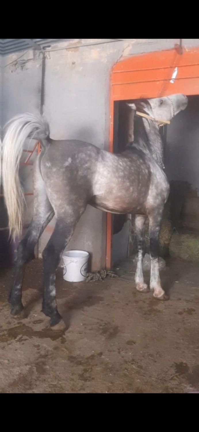 اسب نریون|اسب و تجهیزات اسبسواری|سلفچگان, |دیوار