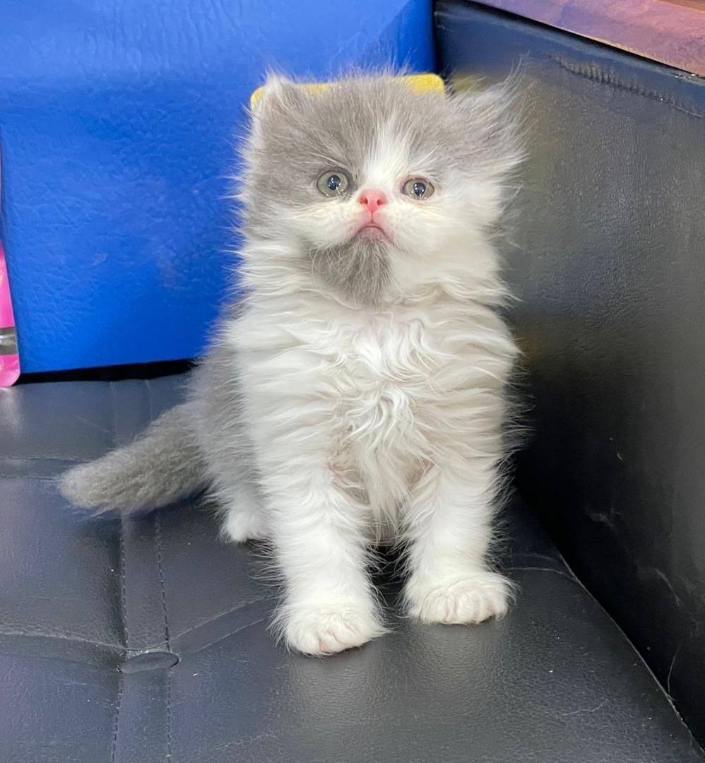 گربه پرشین (سوپرفلت/عروسکی) همه رنگها|گربه|رشت, گلسار|دیوار