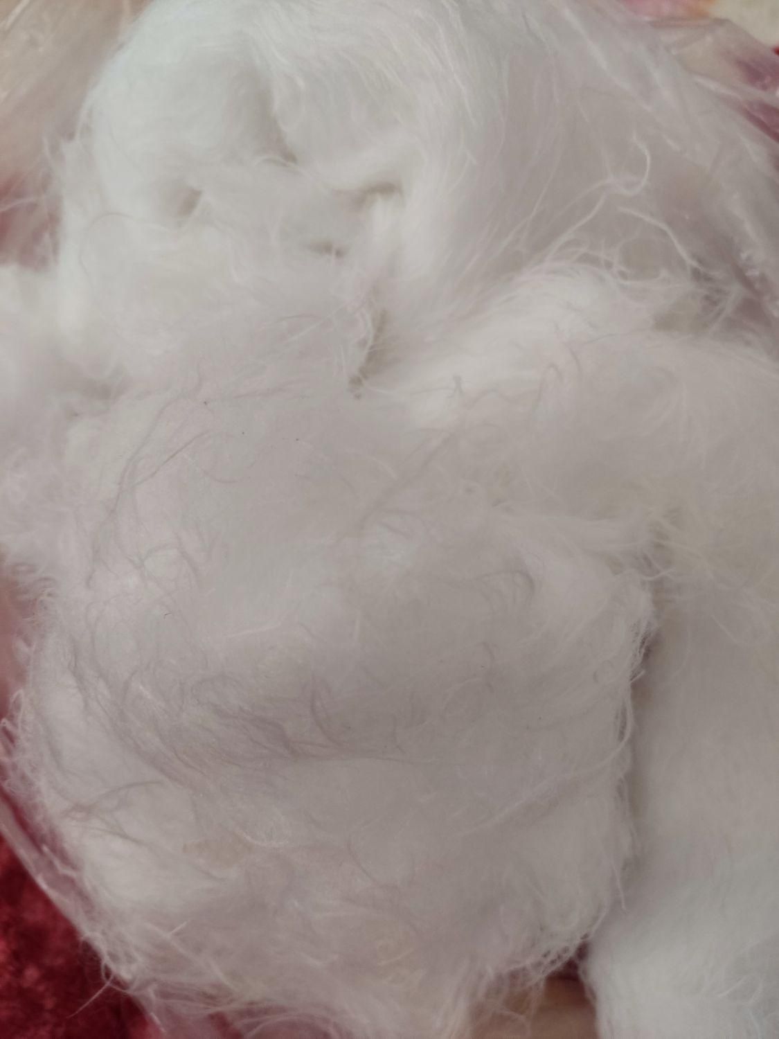 الیاف سفید مخصوص تشک و بالش وکوسن وعروسک|رختخواب، بالش، پتو|خمینی‌شهر, |دیوار