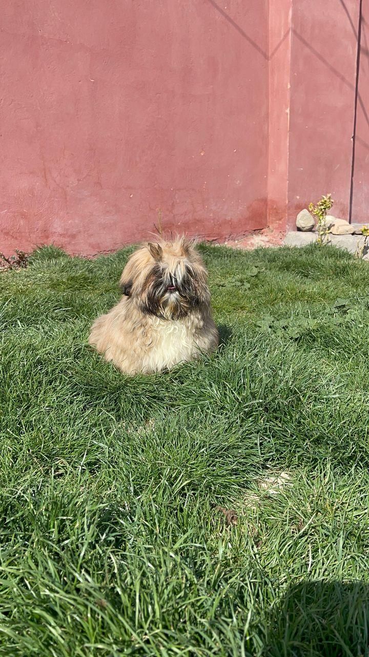 شیتزو سوپر فلت نر تربیت کامل|سگ|تهران, تهرانپارس شرقی|دیوار