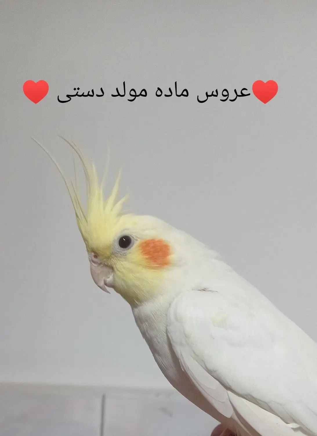 عروس هلندی|پرنده|تهران, شهرک صادقیه|دیوار