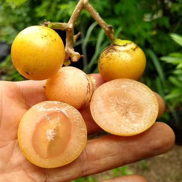 میوه سپستان یا بمبرو|خوردنی و آشامیدنی|تهران, تجریش|دیوار