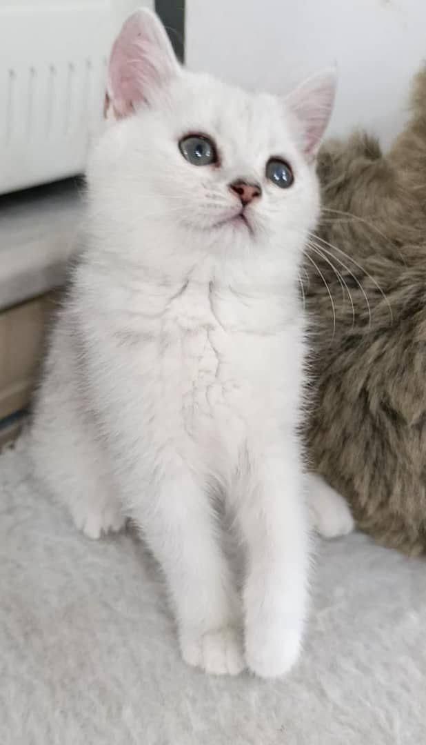 تربیت شده های خوشگل|گربه|زنجان, |دیوار