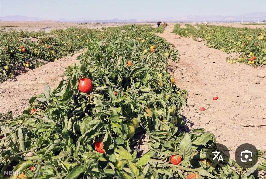 زمین کشاورزی در عباس آباد آبگرم ۴۰۰۰ متر|فروش زمین و ملک کلنگی|آبگرم, |دیوار