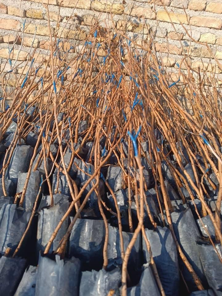 نهال های گلدانی پسته گردو انار توت|خدمات باغبانی و درختکاری|شیراز, آبیاری|دیوار