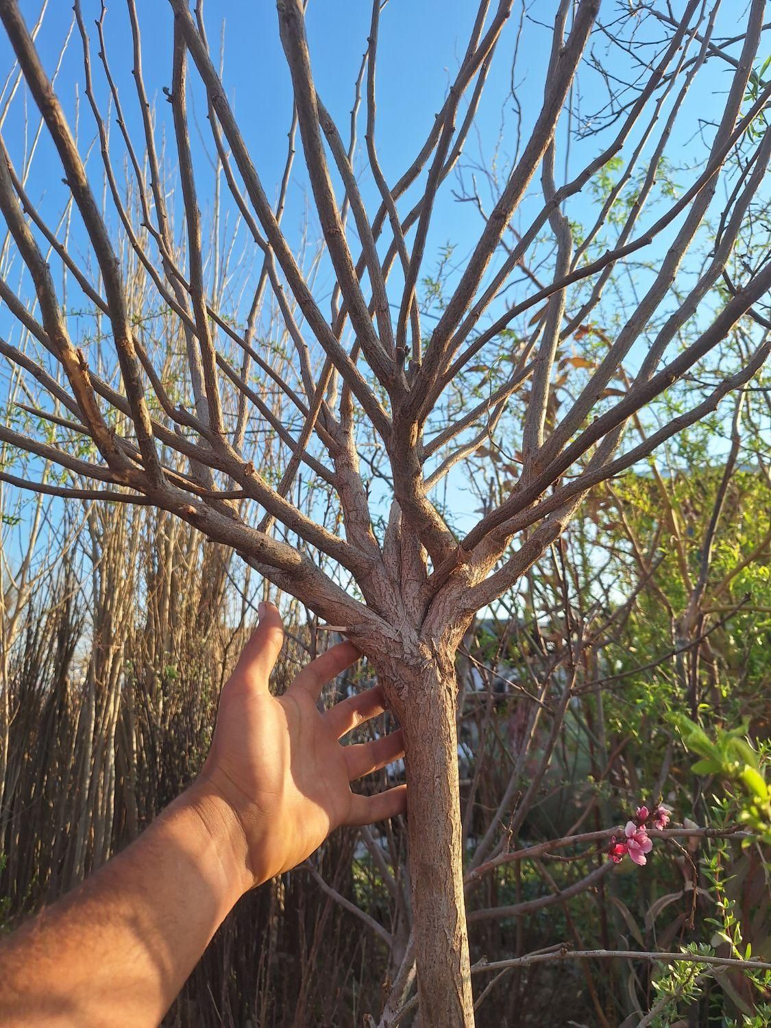 اقاقیا نهال و درخت|خدمات باغبانی و درختکاری|فلاورجان, |دیوار