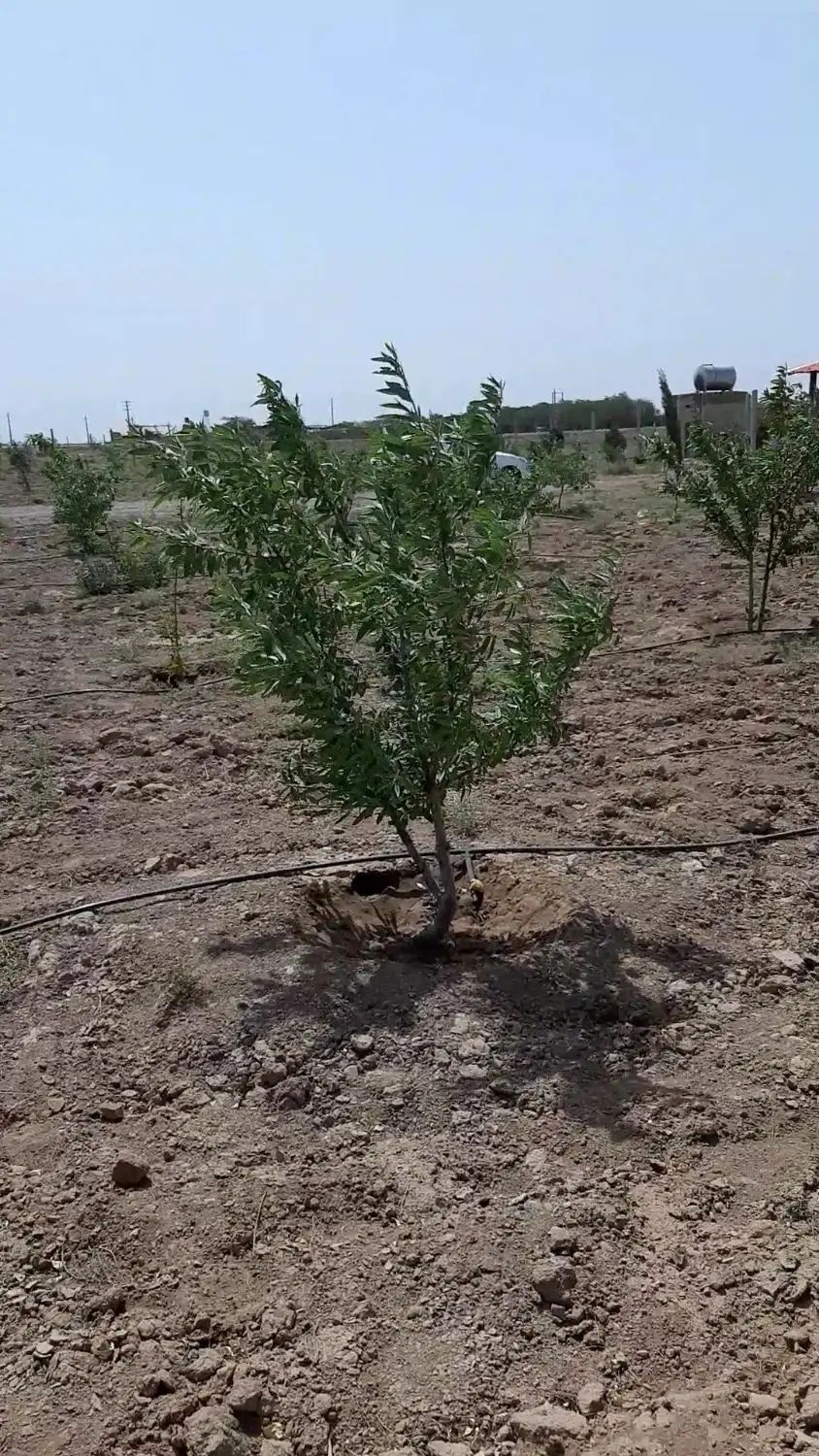 زمین باغی به متراژ ۵۷۰۰ متر،تهاتر با آپارتمان|فروش دفتر صنعتی، کشاورزی، تجاری|نظرآباد, نجم آباد|دیوار