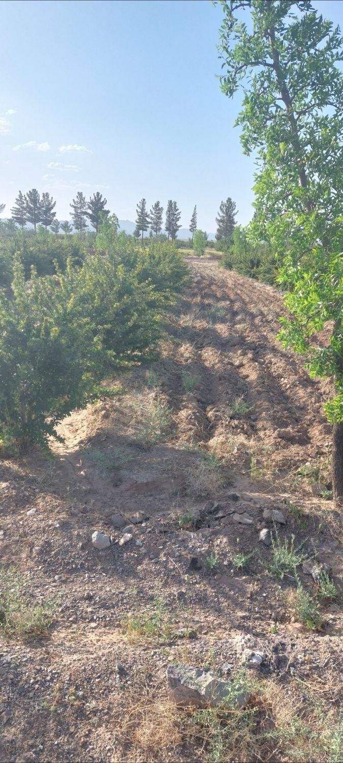 تصویر 5