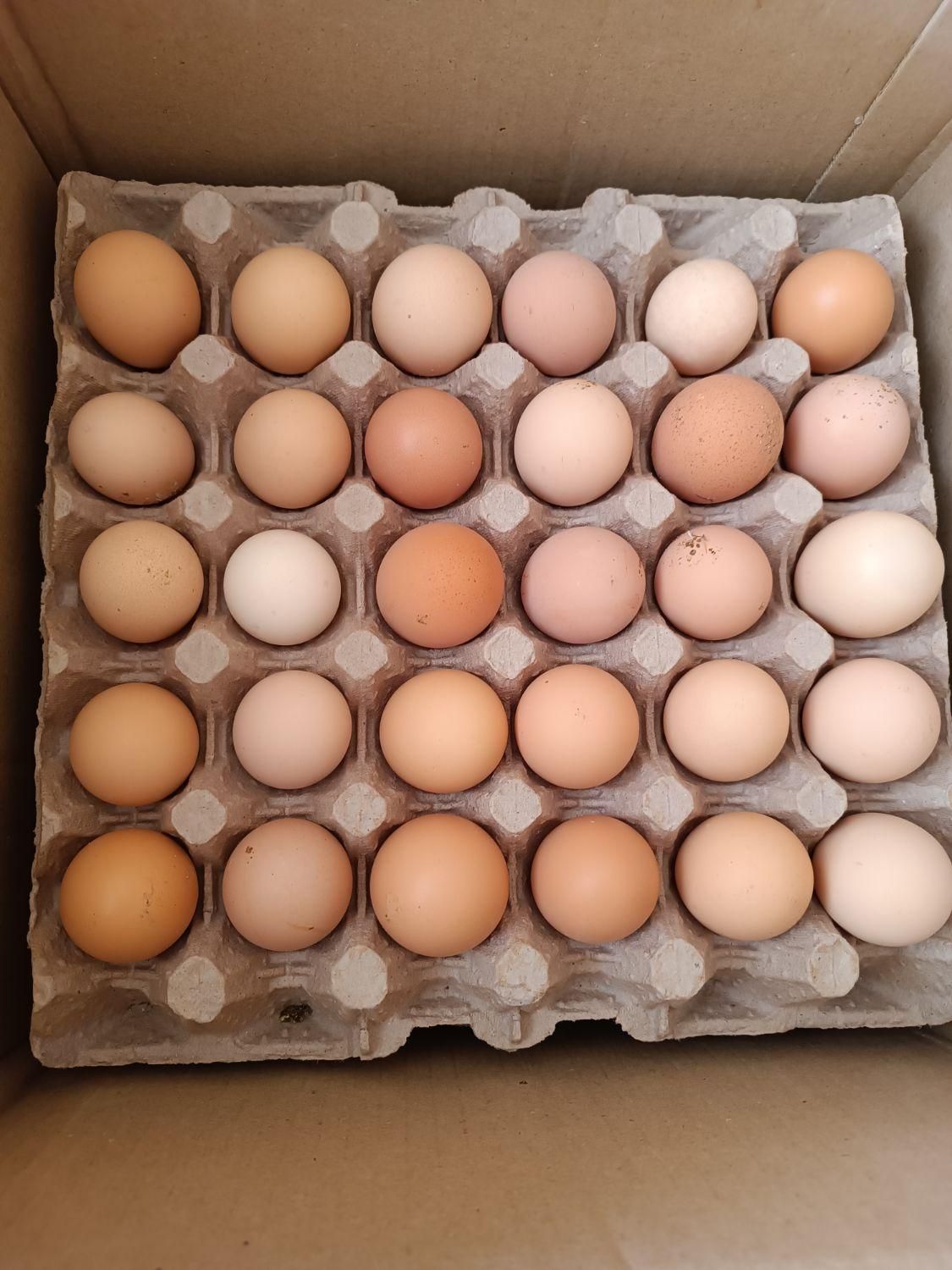 تخم مرغ محلی(بومی)تک زرده و دوزرده|خوردنی و آشامیدنی|اصفهان, خانه اصفهان|دیوار