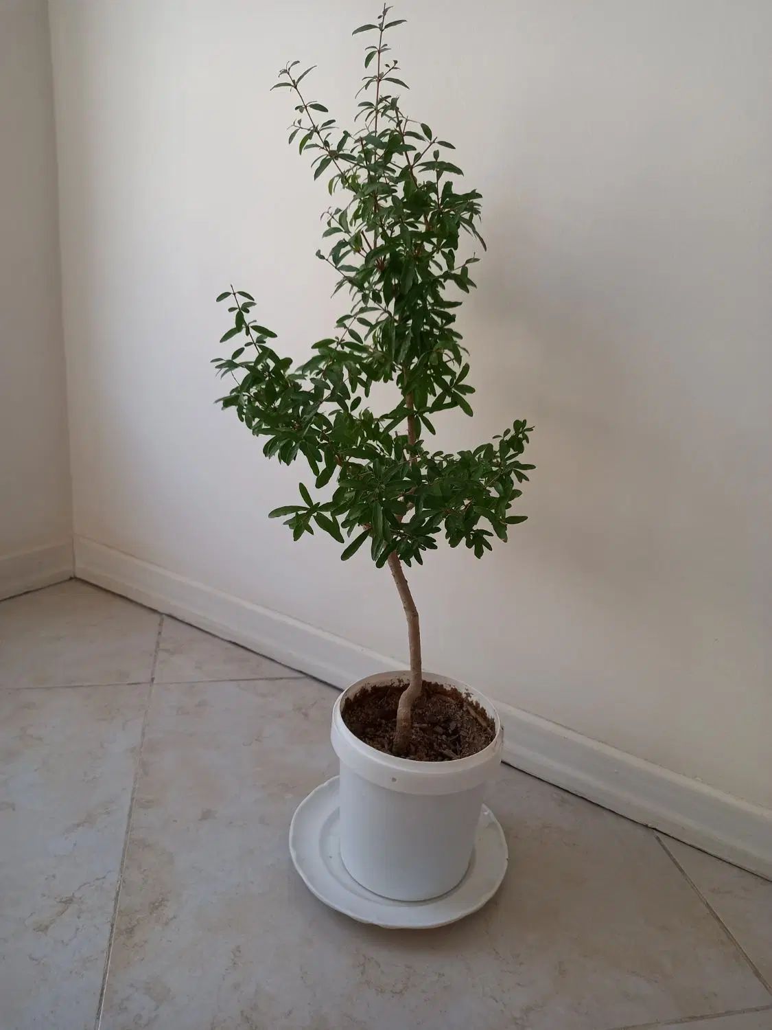 درخچه بونسای|گل و گیاه طبیعی|کرج, باغستان|دیوار