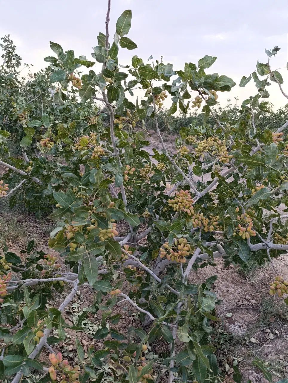 فروش پسته احمدآقایی دهن‌باز  تازه برداشت|خوردنی و آشامیدنی|تهران, امیریه|دیوار
