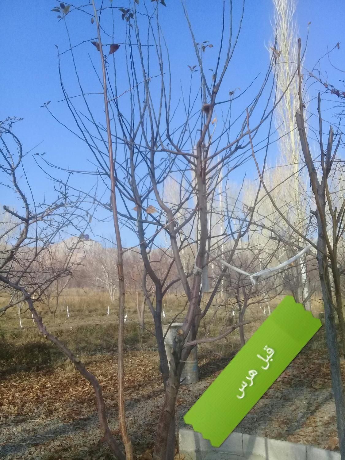 کلیه خدمات باغبانی|خدمات باغبانی و درختکاری|تبریز, |دیوار