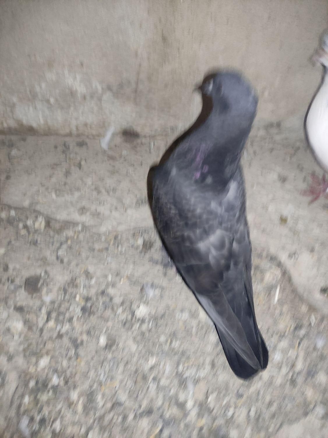 کفتر کبوتر جوجه کاکلی سرور و سینماش|پرنده|قم, هفت تیر|دیوار