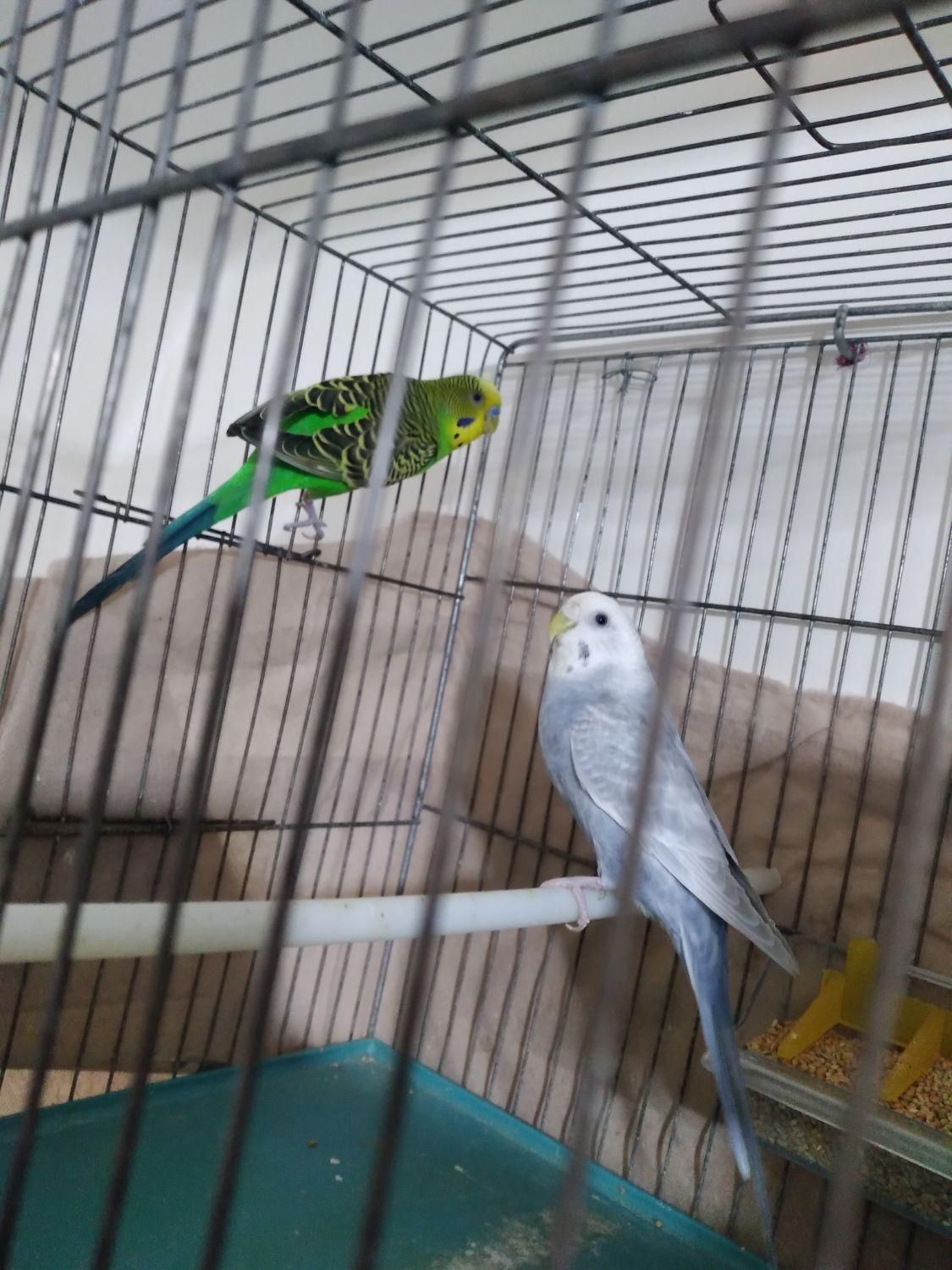 یک جفت مرغ عشق|پرنده|پاکدشت, پاکدشت (مامازند)|دیوار