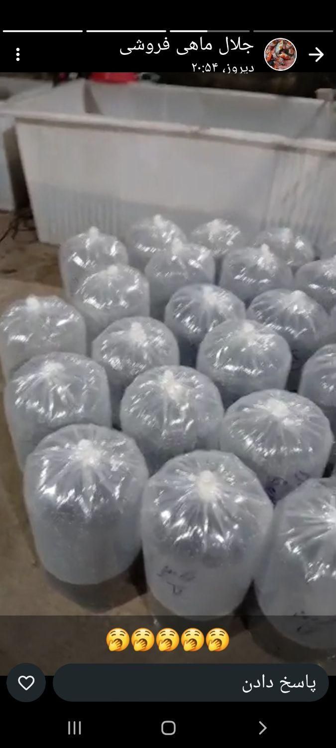 کپور و امور گرمی|ماهی|رشت, گلسار|دیوار