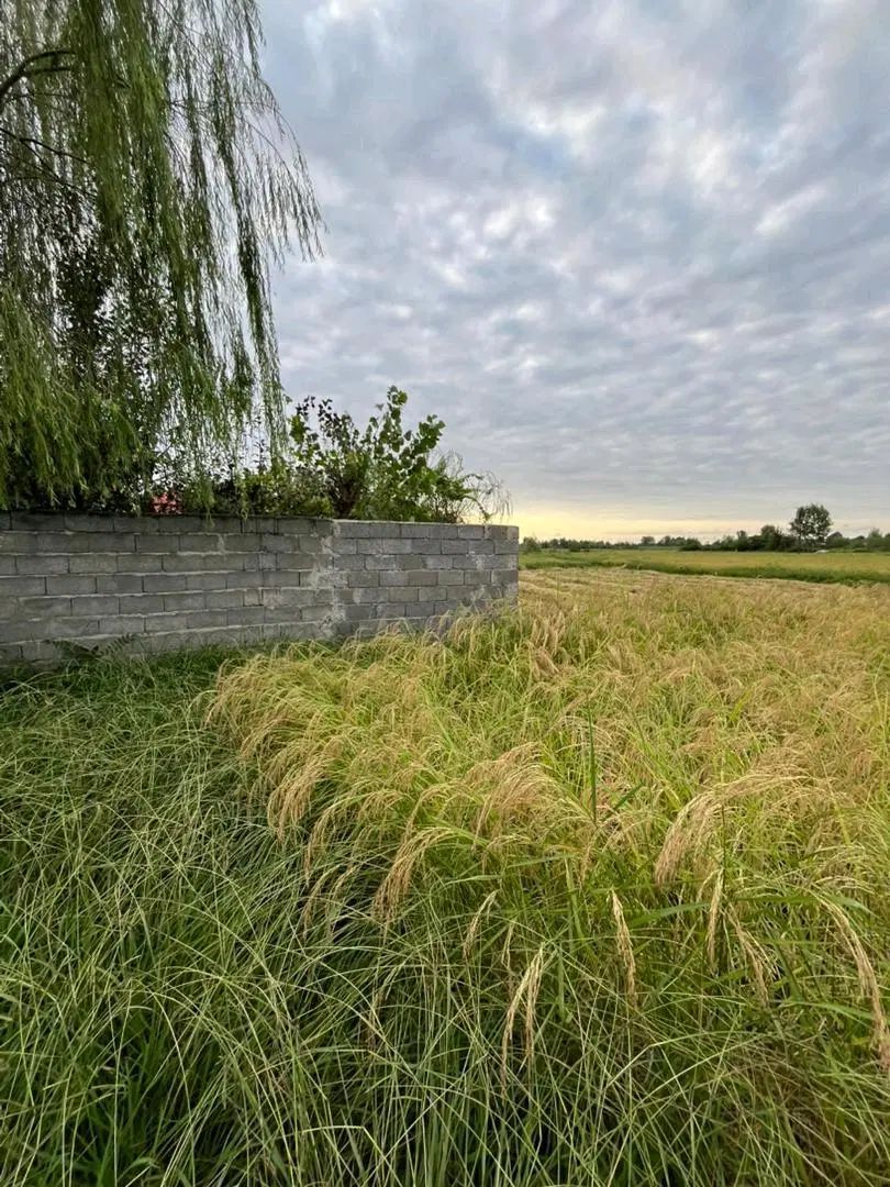 خانه محوطه باشالیزارسنتی/6600متری/80 متر بنای سالم|فروش زمین و ملک کلنگی|رشت, بلوار گیلان|دیوار