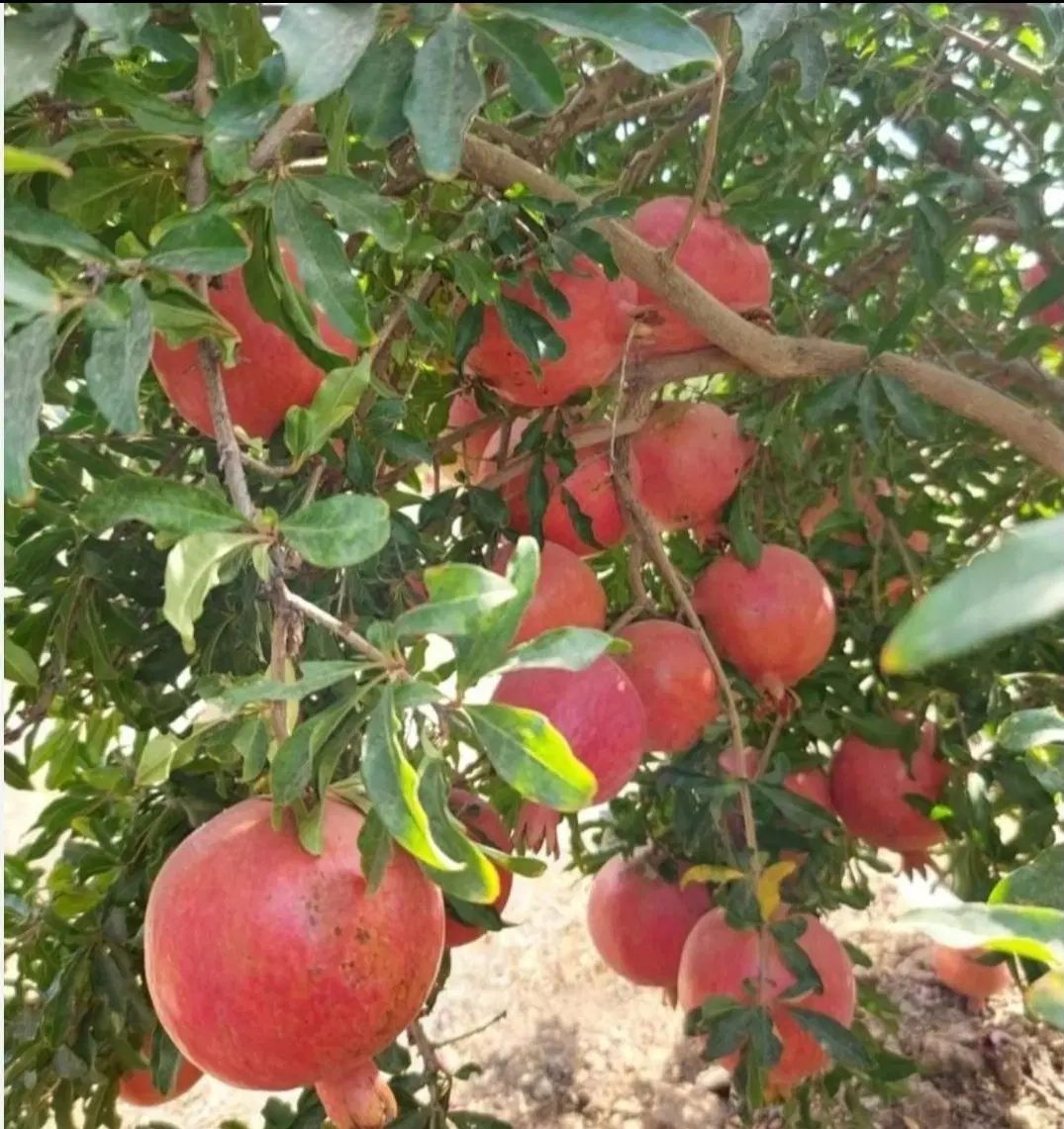 ۲۳۰۰ متر باغ جوان جاده یل آباد منطقه چلخچگان|فروش دفتر صنعتی، کشاورزی، تجاری|ساوه, |دیوار