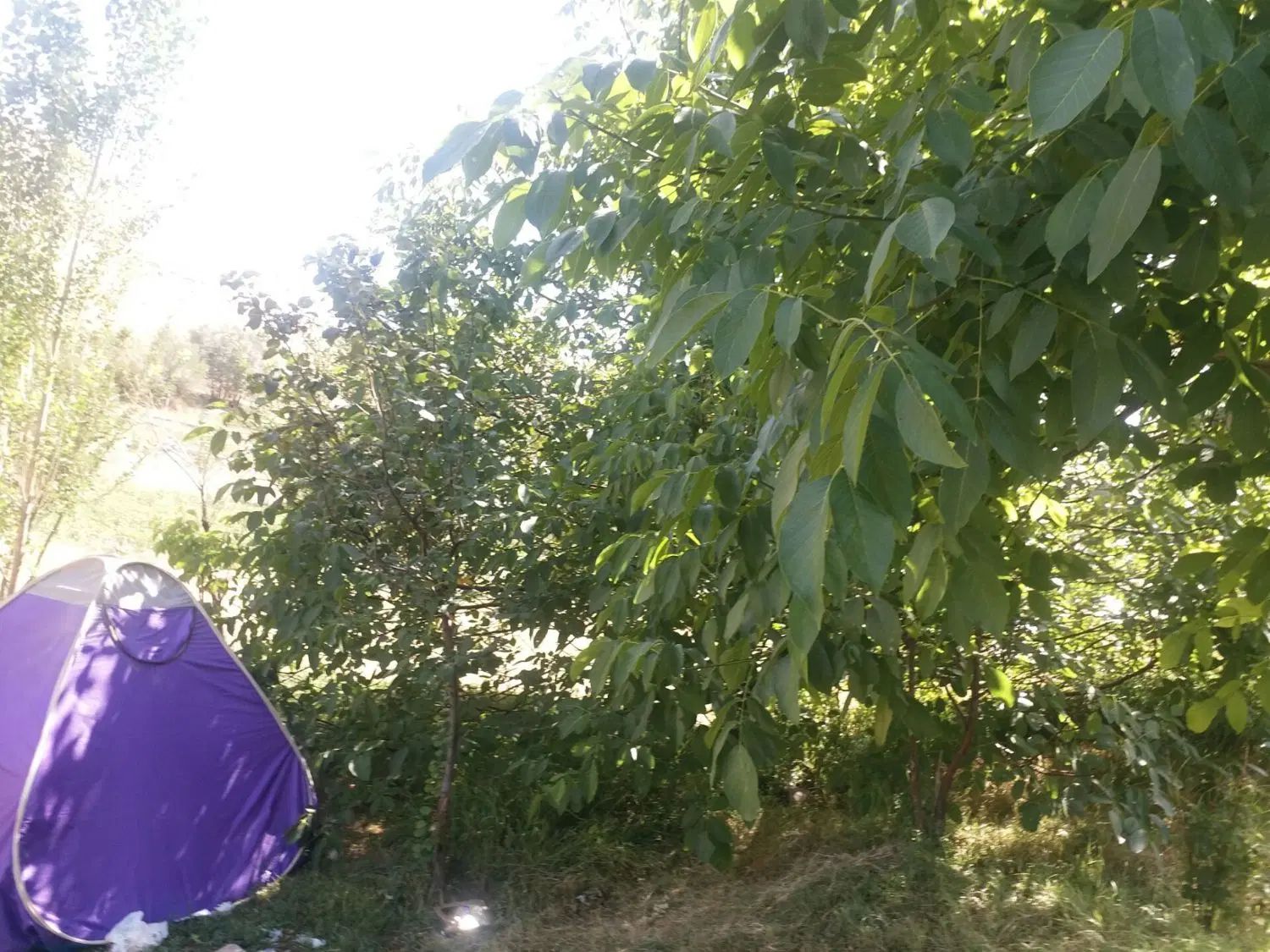 باغ در بهترین آب وهوای تبریز روبروی گورگل|فروش دفتر صنعتی، کشاورزی، تجاری|تبریز, |دیوار