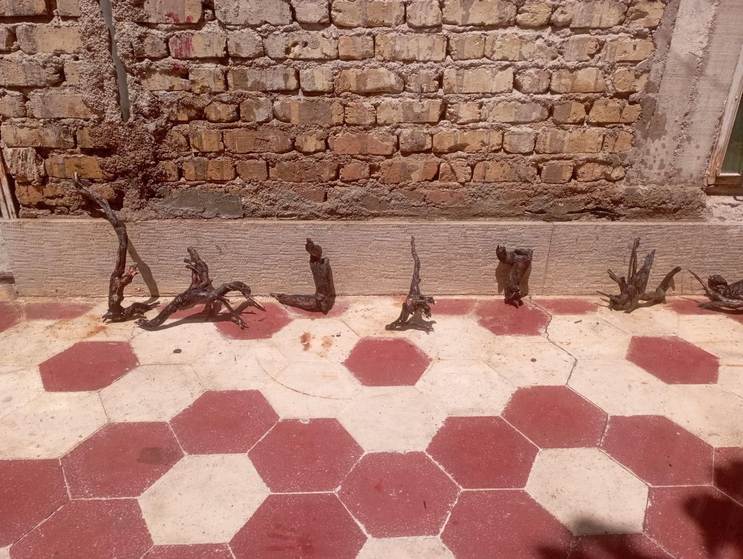 ریشه و تنه درخت آبنوس|ماهی|شیراز, شهرک سراج|دیوار